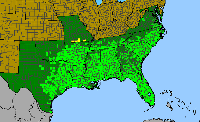 The range of Callicarpa americana